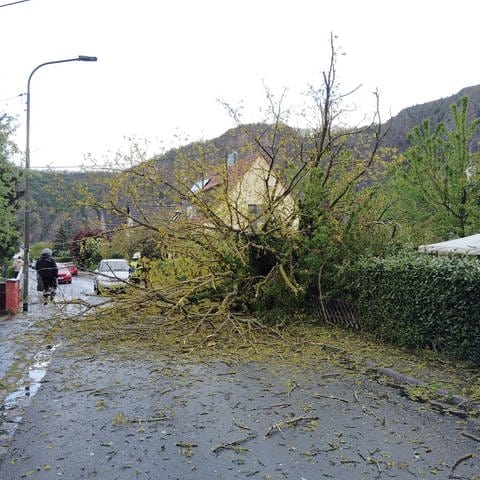 Sturmböen sorgten im Raum Bad Kreuznach für umgestürzte Bäume (Foto: Feuerwehr Bad Kreuznach)