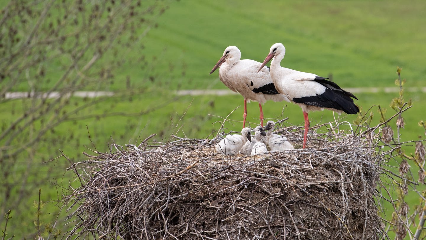 Ein großer Weißstorch landet auf seinem Nest und füttert sein Junges: In Rheinhessen gibt es immer mehr Störche (Foto: dpa Bildfunk,  picture alliance/dpa | Friso Gentsch)