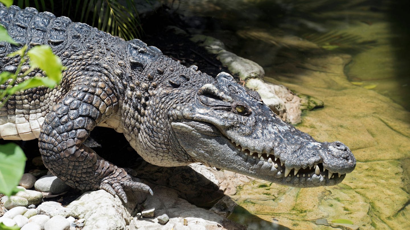 Ein Siam-Krokodil liegt an einem Gewässer. Es sieht bedrohlich aus. Um solche Krokodile ging es bei einem Polizeieinsatz in Mainz. (Foto: IMAGO, xHenryxAusloosx/xAvalonx)