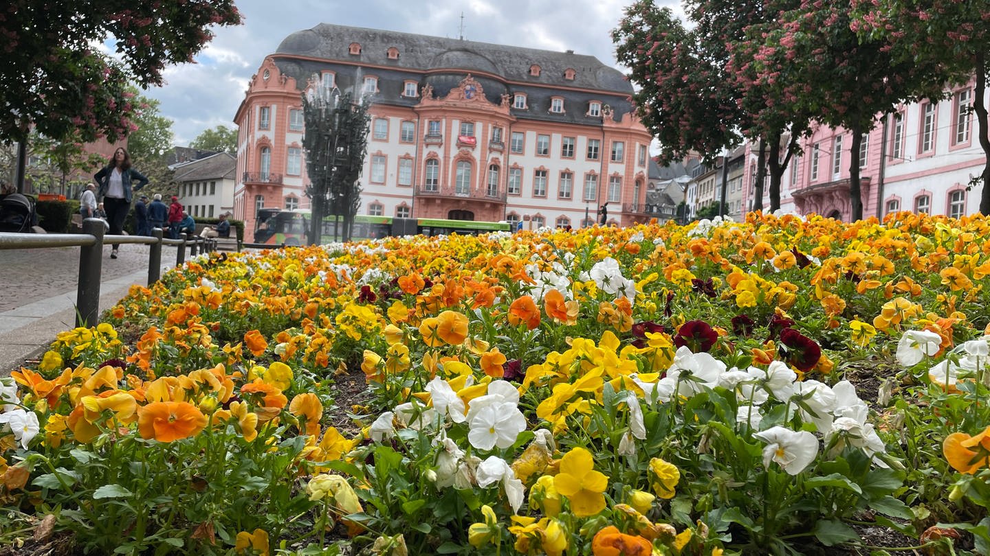 Blumenbeet mit Frühlingsblumen am Schillerplatz in Mainz (Foto: SWR)