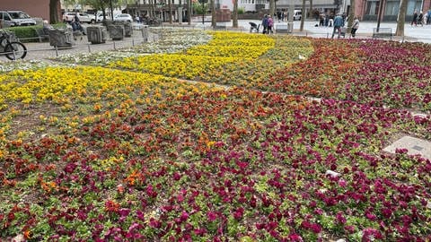 Blumenbeet mit Frühlingsblumen am Liebfrauenplatz in Mainz