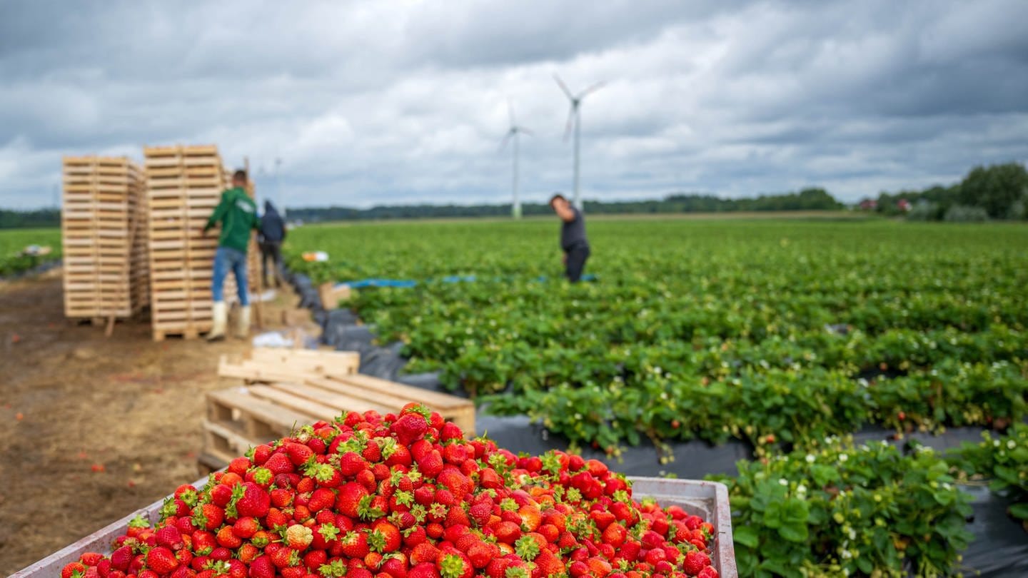 Neben einem Feld werden Erdbeeren geerntet. In einer Kiste sammeln Landwirte Erdbeeren, die vom Regen beschädigt wurden. (Foto: dpa/Sina Schuldt) (Foto: dpa Bildfunk, Picture Alliance)