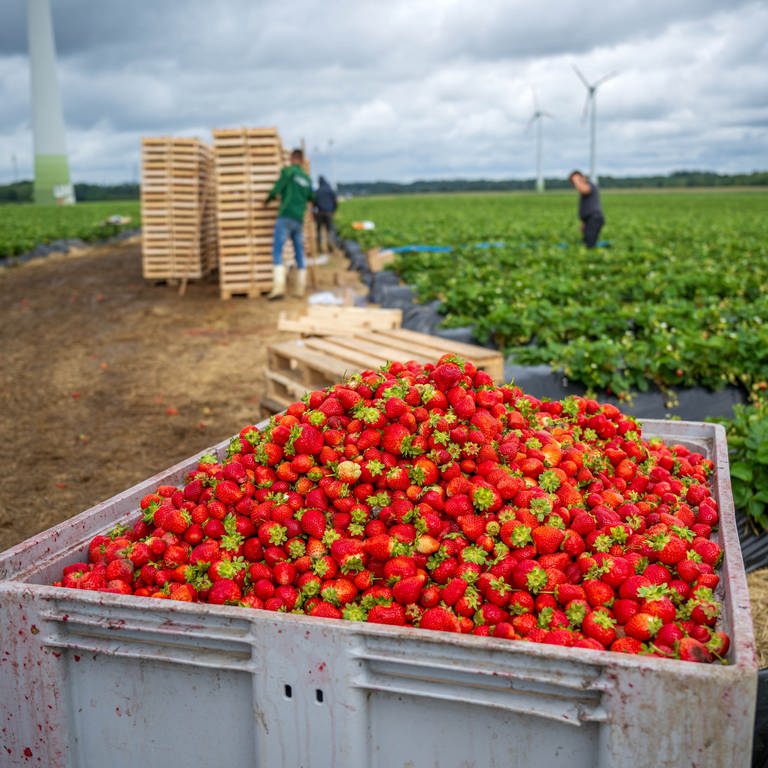 Neben einem Feld werden Erdbeeren geerntet. In einer Kiste sammeln Landwirte Erdbeeren, die vom Regen beschädigt wurden. (Foto: dpaSina Schuldt)
