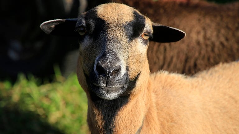 Symbolbild: In Alsheim wurde ein Schaf aus seinem Gehege gestohlen.