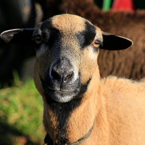 Symbolbild: In Alsheim wurde ein Schaf aus seinem Gehege gestohlen.