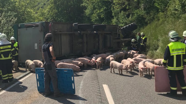Am Olker Berg laufen Schweine nach einem Unfall eines Traktorgespanns über die Landstraße. (Foto: Polizeipräsidium Trier)