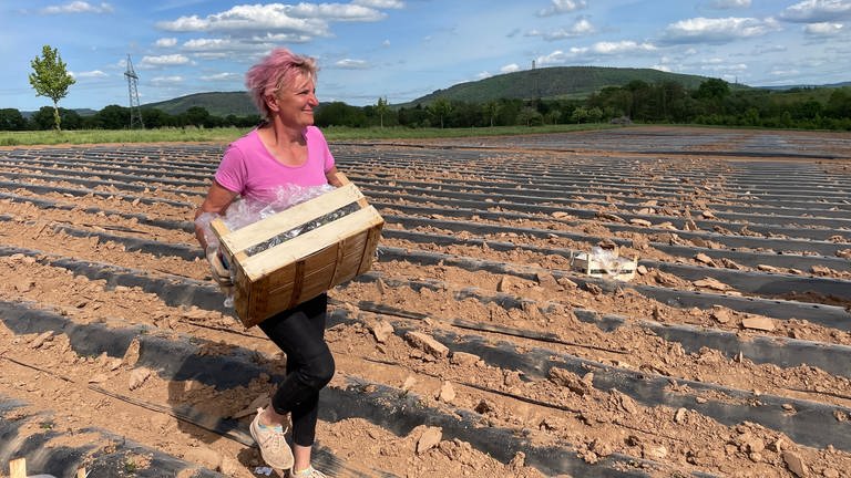 Eine Saisonarbeiterin trägt eine Kiste Erdbeerpflanzen über ein Feld. (Foto: SWR, Lara Bousch)