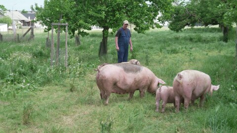 Schweinezüchter vor dem Aus (Foto: SWR)