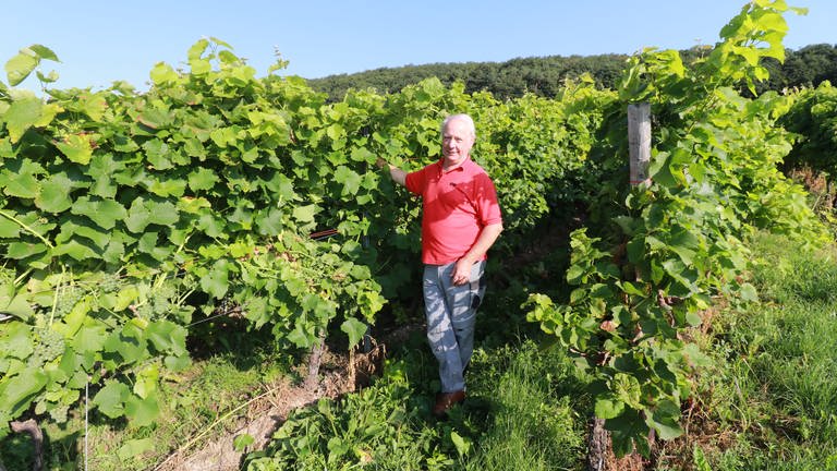 Der Federweißer-Produzent Günter Meierer aus Osann-Monzel an der Mosel steht in einem seiner Weinberge. (Foto: SWR)