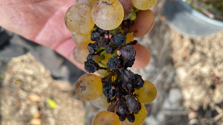 Wegen Pilzkrankheiten kommt es zu Ernteausfällen bei Weinlese (Foto: SWR, Jana Hausmann)