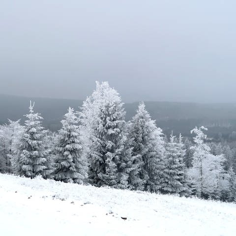 Schnee am Erbeskopf (Foto: SWR, Antje Neufing)