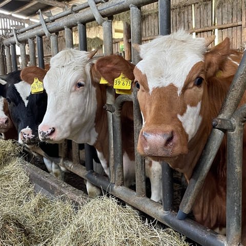 Kühe fressen Heu auf dem Bornwiesenhof in Wilzenberg-Hußweiler. (Foto: SWR)