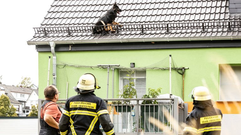 Hund auf Dach in Idar-Oberstein (Foto: Foto Hosser)