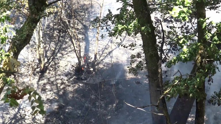 Rund um Reinsfeld im Hochwald hat es mehrfach gebrannt. (Foto: Steil TV)