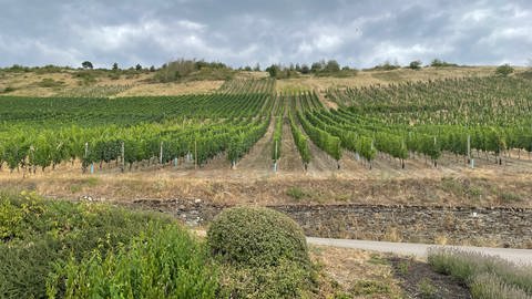 Der Weinbau im Ruwertal profitiert vom Klimawandel.  (Foto: SWR)