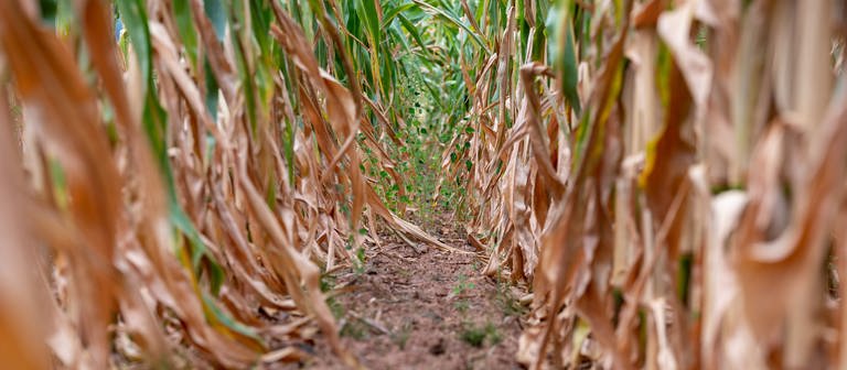 Vertrockneter Mais steht auf einem Feld. Die anhaltende Trockenheit macht den Feldfrüchten schwer zu schaffen. (Foto: picture alliance/dpa | Harald Tittel)