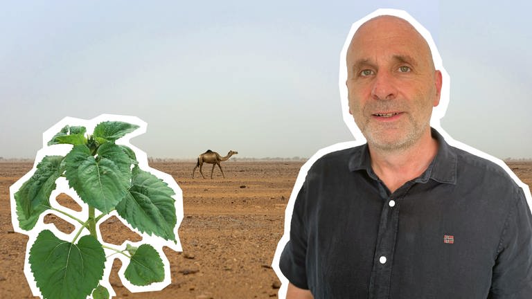 Wenn es nach Professor Peter Heck vom Umwelt-Campus in Birkenfeld geht, dann werden Teile der Sahara künftig grün sein. (Foto: dpa Bildfunk, Karl-Josef Hildenbrand / Jerome Delay / Montage: SWR)