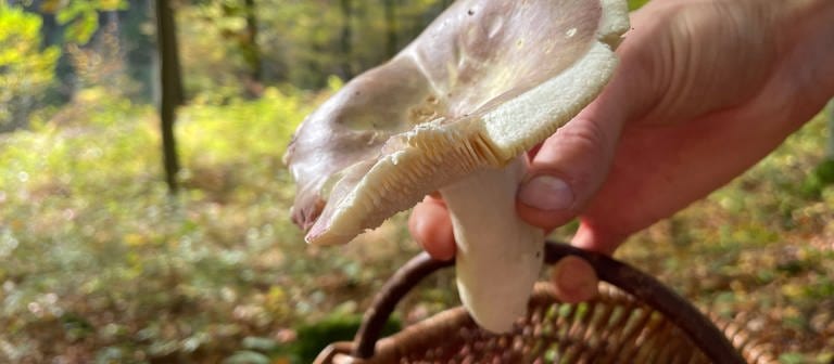 Ein Pilz aus der Gattung der Täublinge (Foto: SWR)