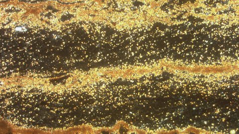 Wie bei Jahresringen von Bäumen lassen sich in diesen Sedimentschichten aus den Eifeler Maaren unter dem Mikroskop einzelne Jahre und sogar Jahreszeiten ablesen. (Foto: Achim Brauer)