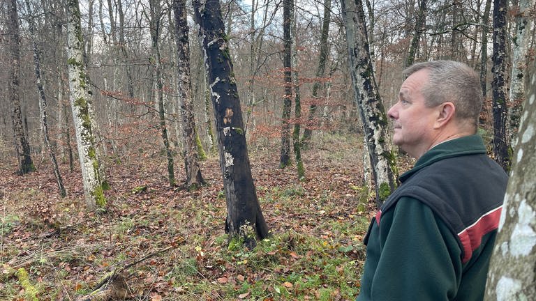 Überall schwarze Ahornbäume: Die Ausbreitung des Rußrindenpilzes macht Förster Alois Meyer Sorgen.  (Foto: SWR, Christian Altmayer )
