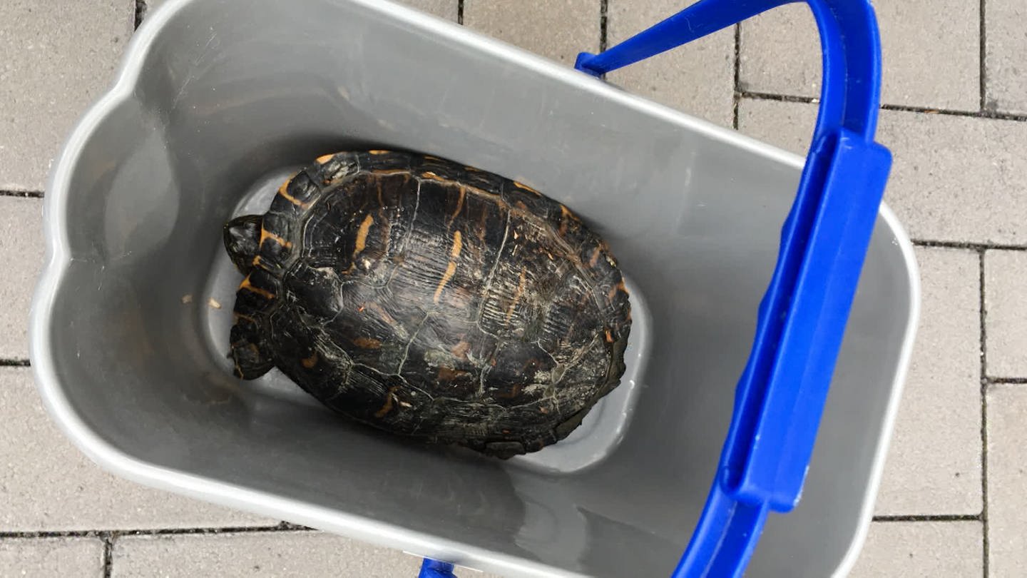 Diese Schildkröte wurde in der Mosel bei Ürzig gefunden (Foto: SWR)