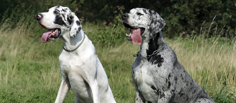 Deutsche Doggen nebeneinander auf der Wiese (Foto: IMAGO / blickwinkel)