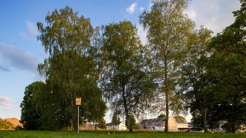 Die Bäume bleiben stehen und sollen im neuen Burgunderviertel in Trier in einen Park integriert werden. (Foto: EGP GmbH, Trier / Albrecht Haag, Darmstadt)