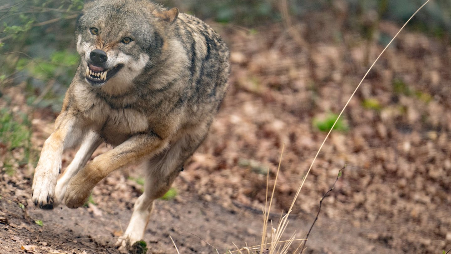 Ein Wolf hat ein Wildschaf bei Schönecken gerissen. (Foto: picture-alliance / Reportdienste, Picture Alliance)