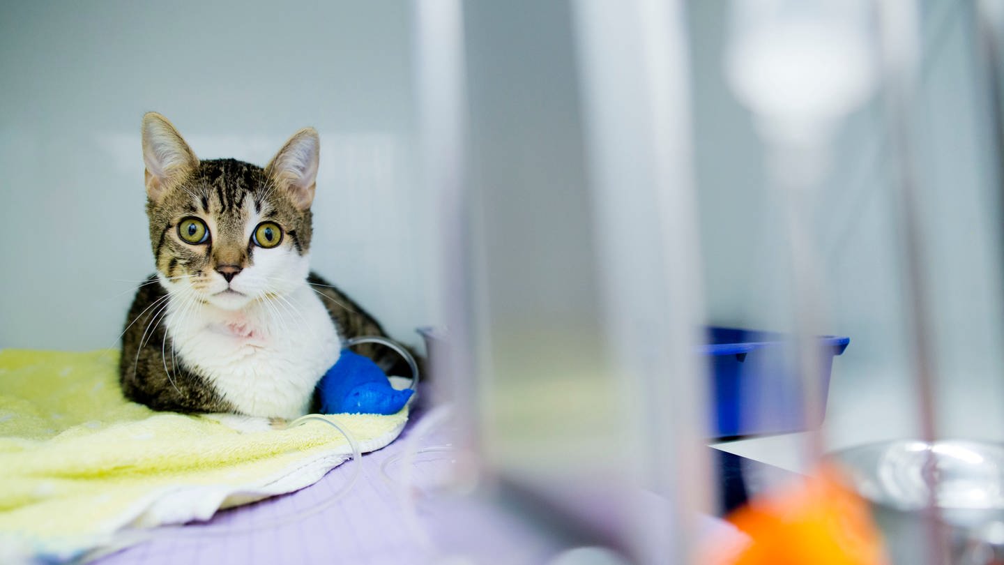 Erste Hilfe für Tiere: Katze mit Verband an der Pfote. (Foto: picture-alliance / Reportdienste, picture alliance / dpa | Frank Rumpenhorst)
