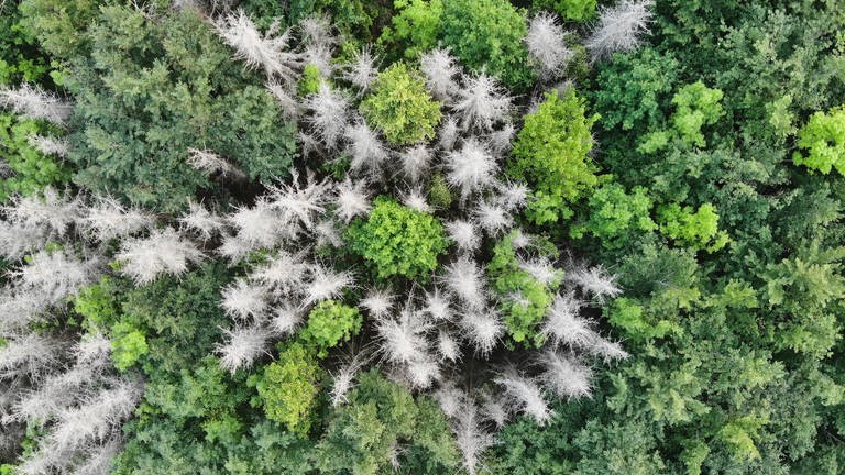 Bäume im Wald leiden unter Hitze und Trockenheit in der Region Trier. (Foto: Max Ernst)