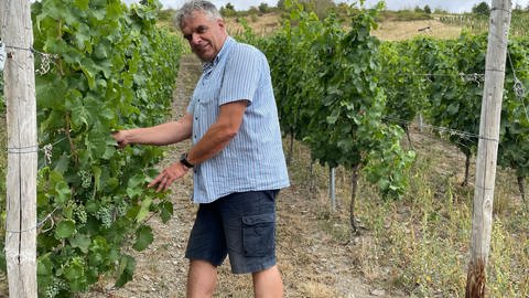Der Weinbau im Ruwertal profitiert vom Klimawandel.  (Foto: SWR)