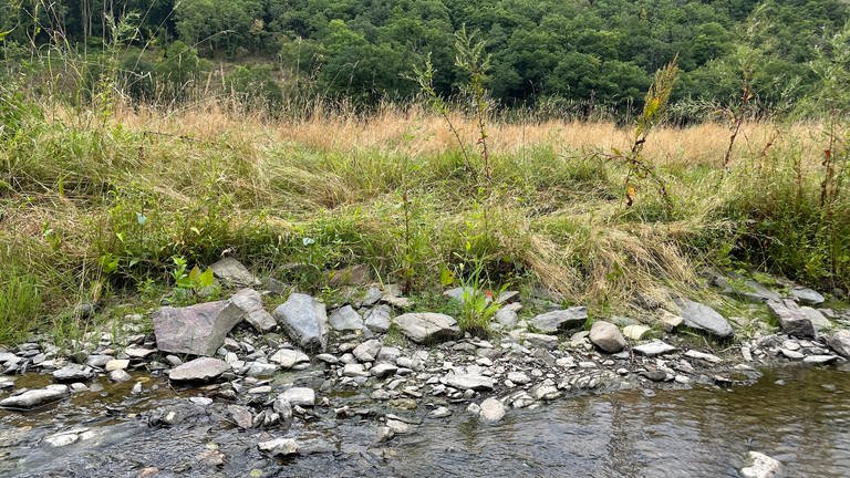 Am Ufer der Enz ragen die Steine aus dem Wasser. Der Rand des Flussbetts ist bereits ausgetrocknet. (Foto: SWR, Lara Bousch)