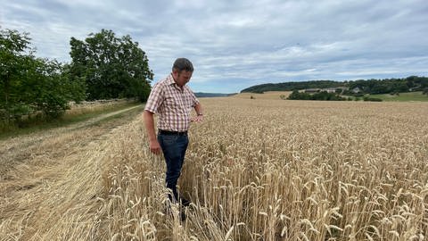 Landiwrt Frank Adam zeigt wie hoch der Weizen normalerweise wächst. Dieses Jahr fällt er etwas kleiner aus. Es wird trotzdem noch eine durchschnittliche Ernte. (Foto: SWR, Lara Bousch)