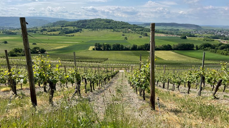Weinbau, Falllinie im Weinberg bei Osann-Monzel ist hat wenig Artenreichtum. (Foto: SWR, Lara Bousch)