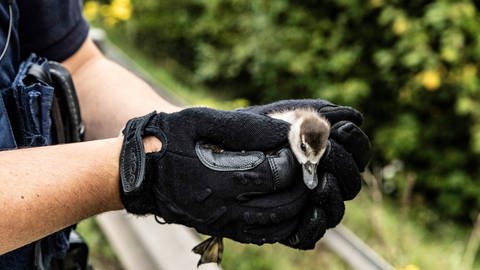 Ein Polizist hält ein gerettetes Entenküken in der Hand (Foto: Foto Hosser)