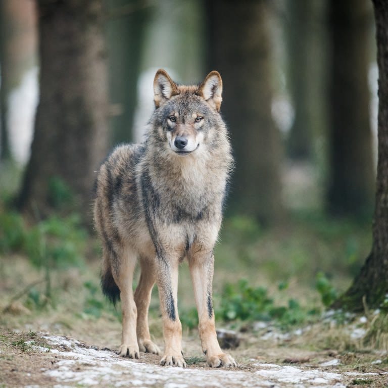 Wolf (Foto: dpa Bildfunk, picture alliance/dpa | Bernd Thissen)