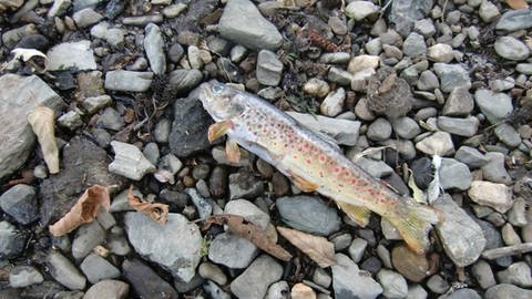 Im ausgetrockneten Frohnbach starben 2019 viele Fische. (Foto: Helene Mager)