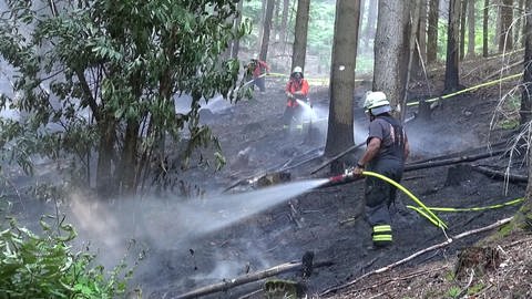 Feuerwehr versucht Waldbrand zu löschen (Foto: SWR, Jan Teuwsen)