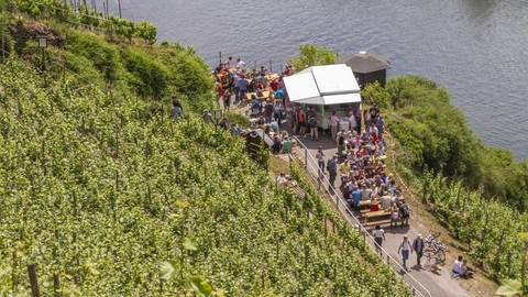 Die kulinarische Pfingst-Wein-Wanderung auf einem der Rundwanderwege bei Zell (Foto: Mosellandtouristik, Inge Faust)