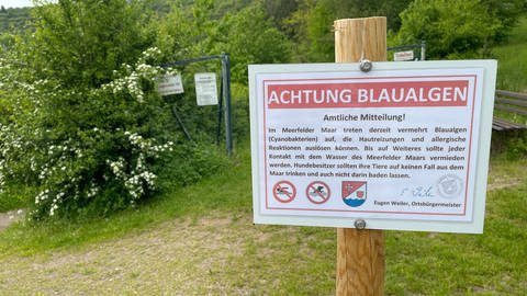 Die Gemeinde hat am Meerfelder Maar im Kreis Bernkastel-Wittlich ein Warnschild aufstellen lassen. Wegen der giftigen Blaualgen besteht dort jetzt ein Badeverbot.  (Foto: SWR, Christian Altmayer )