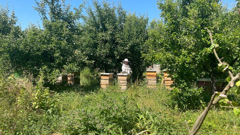 Im solidarischen Garten in Trier sind ideale Bedingungen für die Honigbienen. Das ganze Jahr über gibt es hier viel Nektar. (Foto: SWR, Lara Bousch)