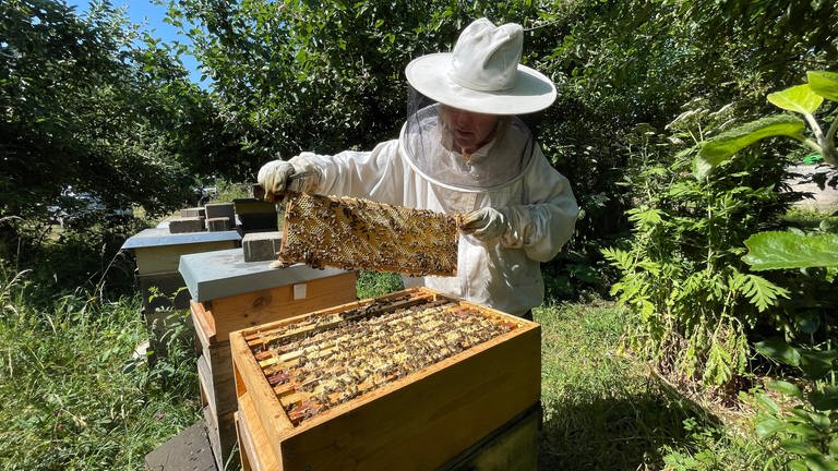 Die Trierer Imkerin Nicole Hennecke prüft, wie viel Honig ihre Bienen schon produziert haben, bevor sie ein weiteres Stockwerk auf die Beute (das Haus) der Bienen setzt. (Foto: SWR, Lara Bousch)