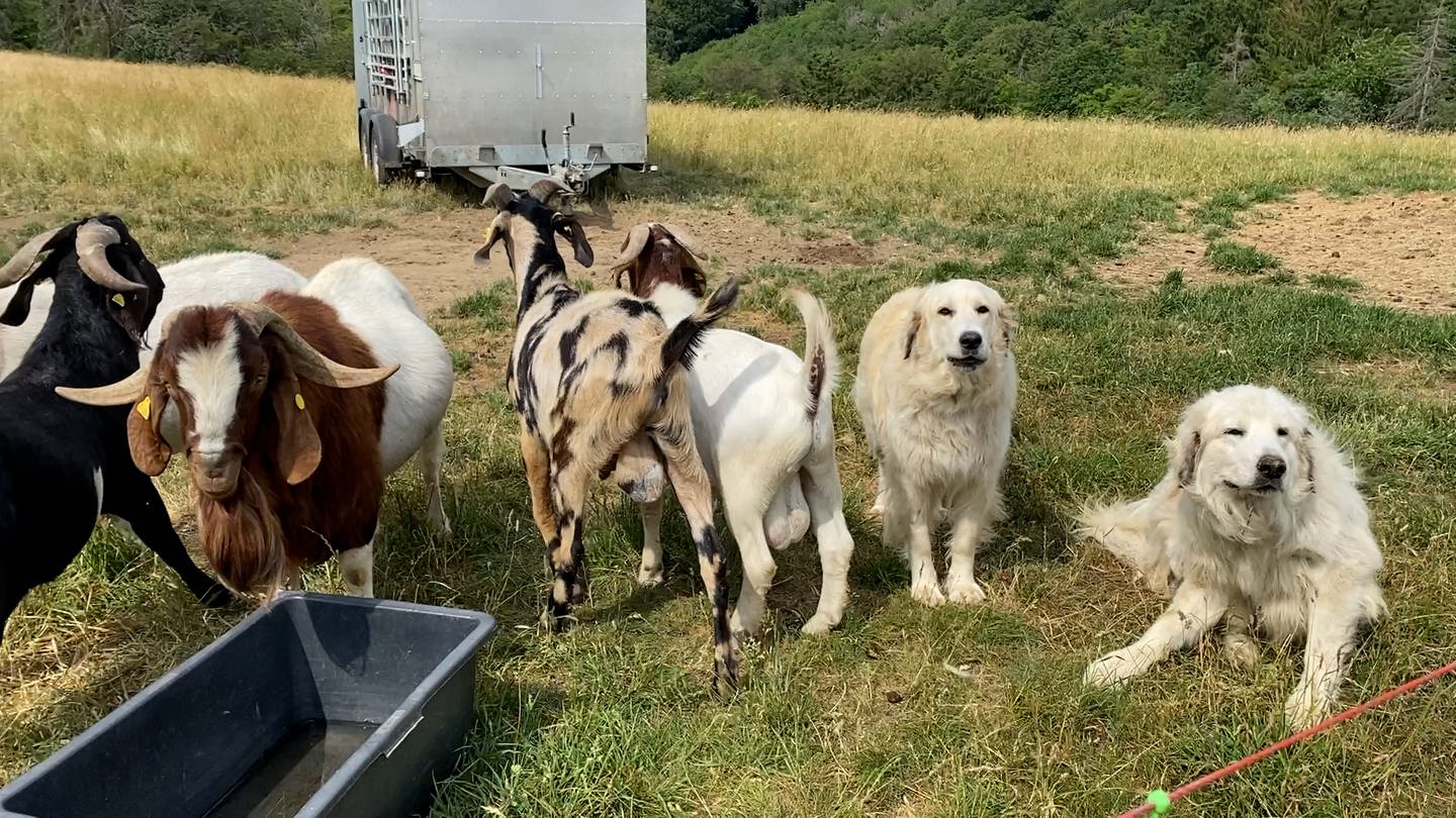 Herdenschutzhunde bewachen Schafe (Foto: SWR)