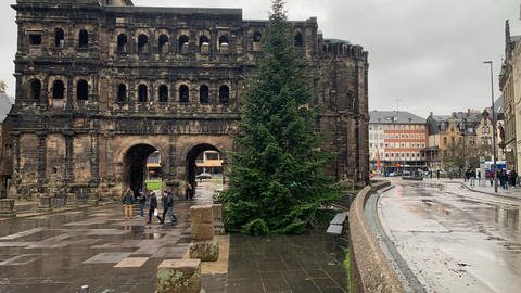 Vor der Porta Nigra in Trier steht auch in diesem Jahr wieder ein Weihnachtsbaum (Foto: SWR)