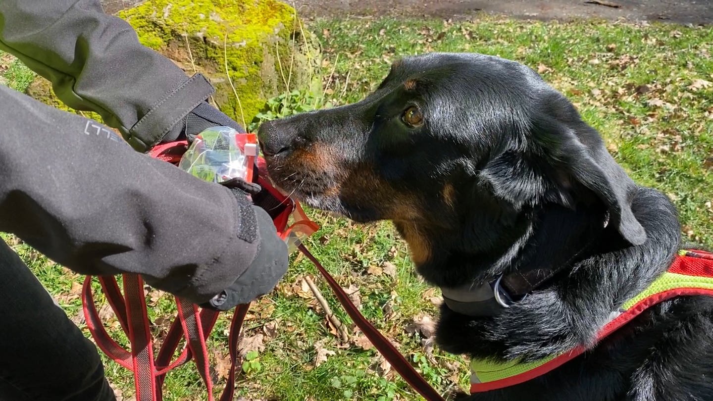 Anhand einer Geruchsprobe, zum Beispiel ein getragenes Halsband, kann ein trainierter Hund die Spur des vermissten Tieres aufnehmen. (Foto: SWR)