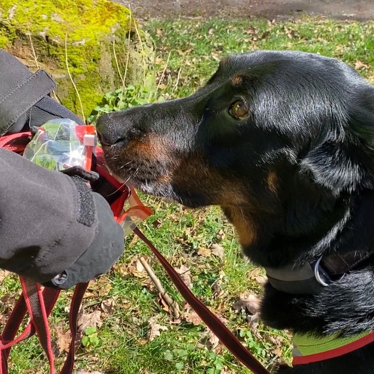 Anhand einer Geruchsprobe, zum Beispiel ein getragenes Halsband, kann ein trainierter Hund die Spur des vermissten Tieres aufnehmen.  (Foto: SWR)