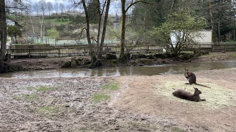 Renaturierung soll verhindern, dass es am Bierbach wieder zu starken Hochwassern kommt. 2018 und 2021 trat das Gewässer über die Ufer und hat viel Schaden im Eifel-Zoo in Lünebach angerichtet.  (Foto: SWR, Christian Altmayer)