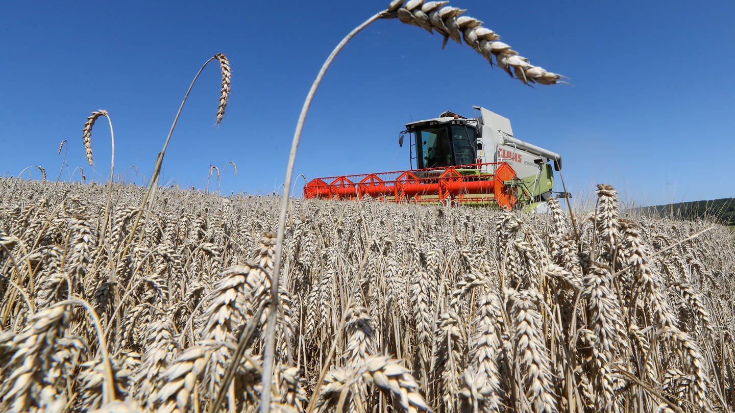 Ein Mähdrescher erntet Weizen. Die Qualität des Getreides im Wittlicher Land hat sich in den vergangenen Jahren verschlechtert. (Foto: picture-alliance / Reportdienste, Picture Alliance)