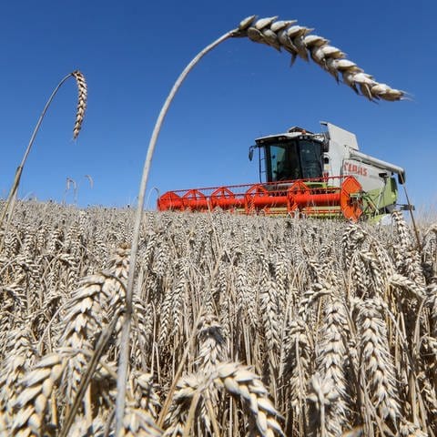 Ein Mähdrescher erntet Weizen. Die Qualität des Getreides im Wittlicher Land hat sich in den vergangenen Jahren verschlechtert.  (Foto: picture-alliance / Reportdienste, Picture Alliance)