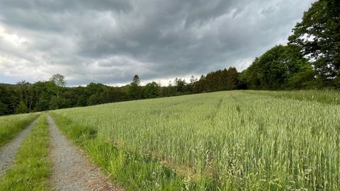 Eines der beiden Weizenfeldes außerhalb der Gemeinde Brücken, das einem Campingplatz weichen soll. (Foto: SWR)